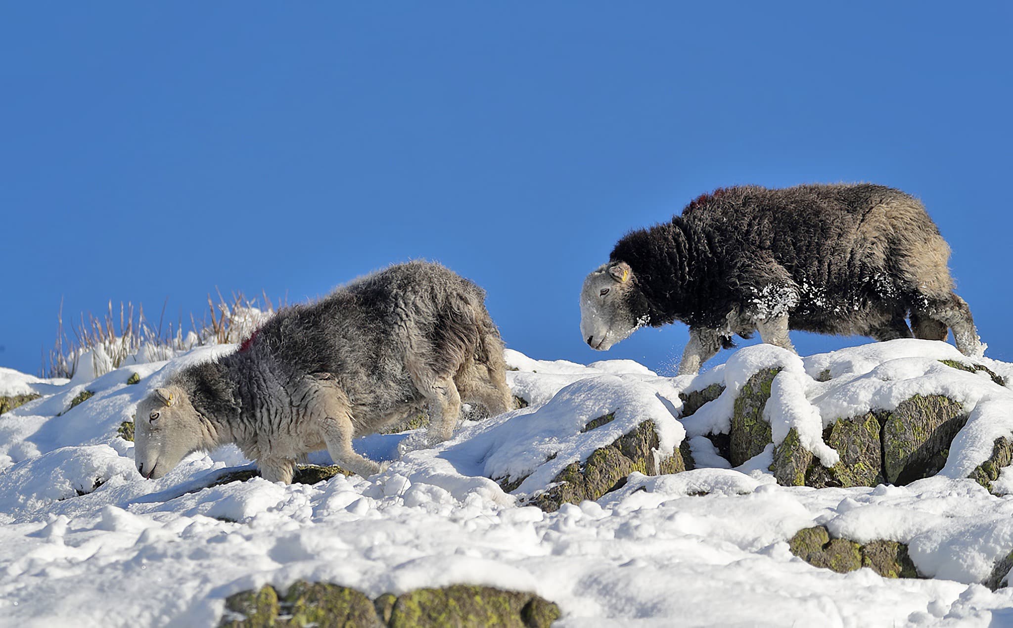 "Herdwick sheep at Reggie Knott" by Walter Baxter, licensed CC-BY-SA/2.0