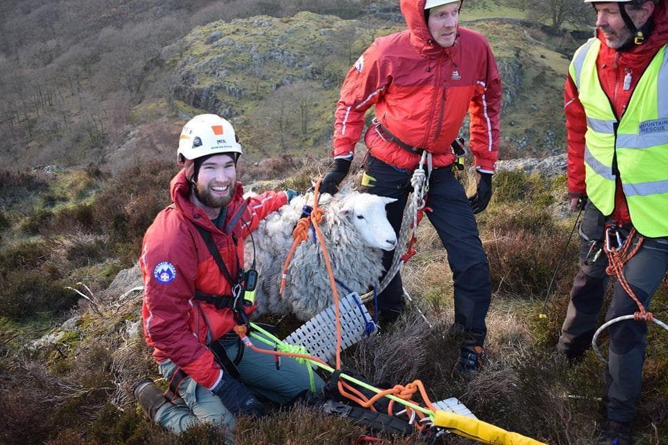 mountainrescue_sheep A Herdwick sheep being rescued by Lake District Mountain Rescue
