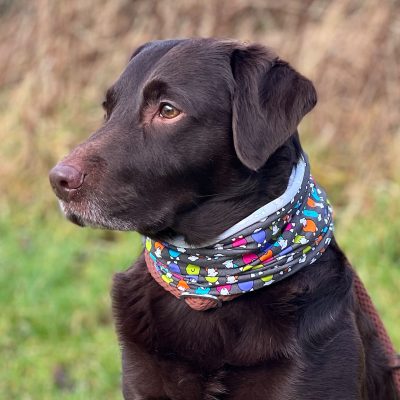 chocolate Labrador wearing a herdy buff / ewe tube