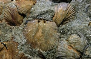 Fossil brachiopods, Dalmanella sp.