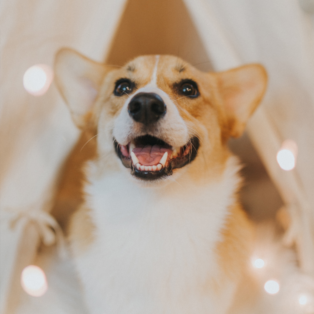 Corgi. Cole-Keister