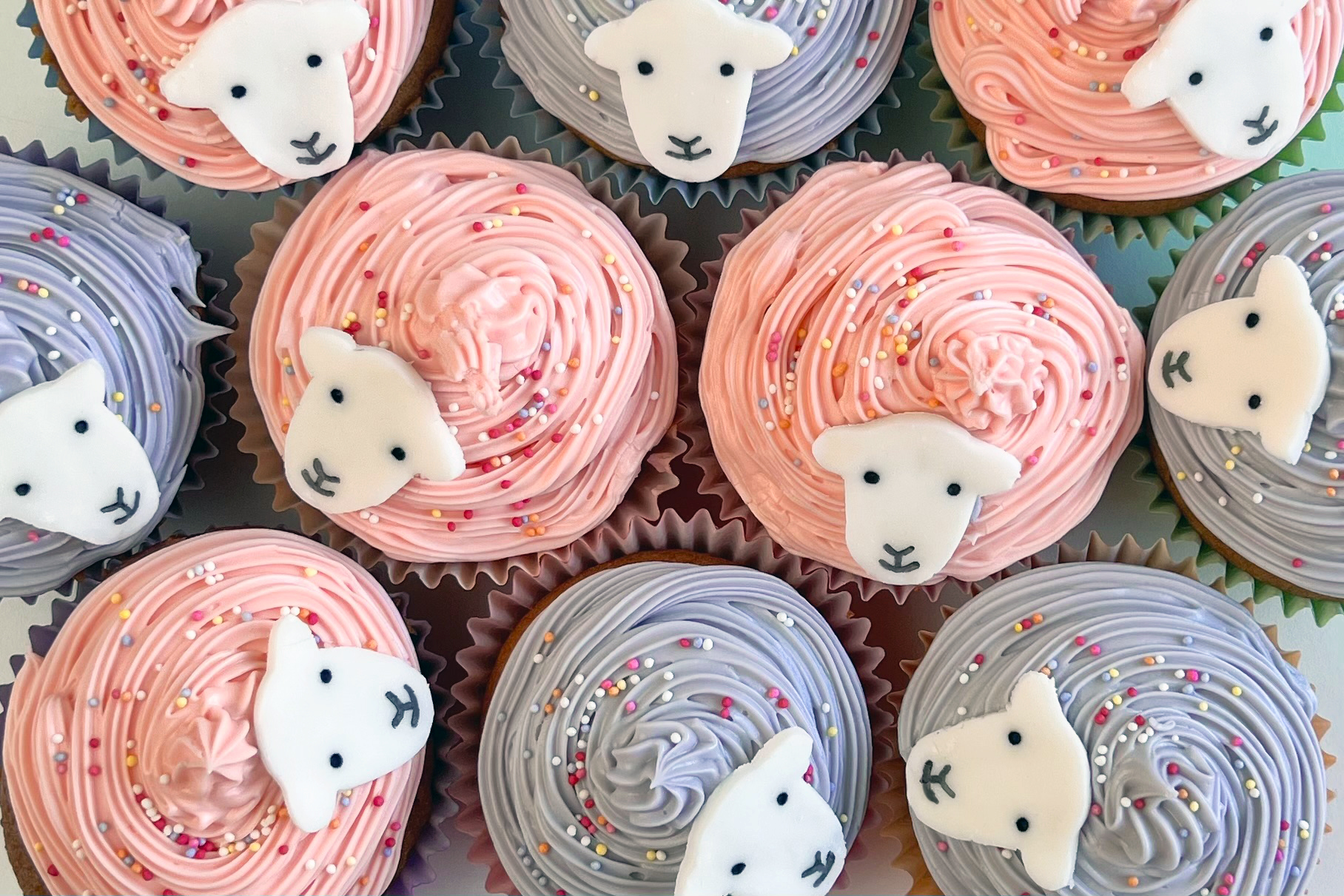 CUPCAKE b copy.jpg edit Herdy Chocolate Chip Cupcakes with Blue and Pink frosting and Herdy faces