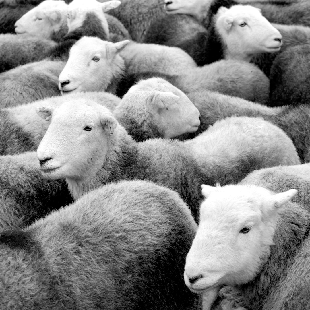 herdwicks square Herdwick Sheep