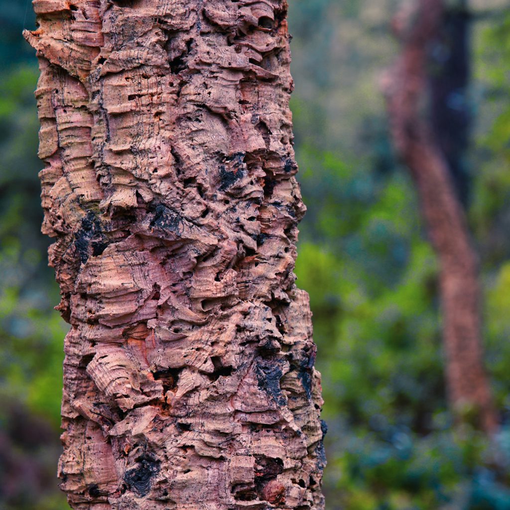 cork tree in Portugal