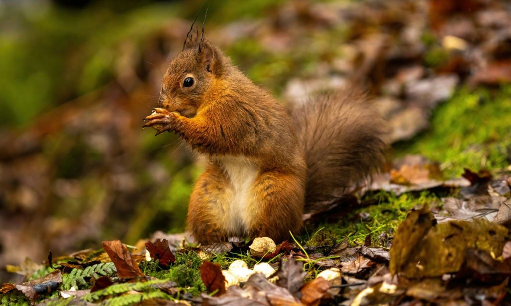 Red squirrel eating a nut in the lake district national park
